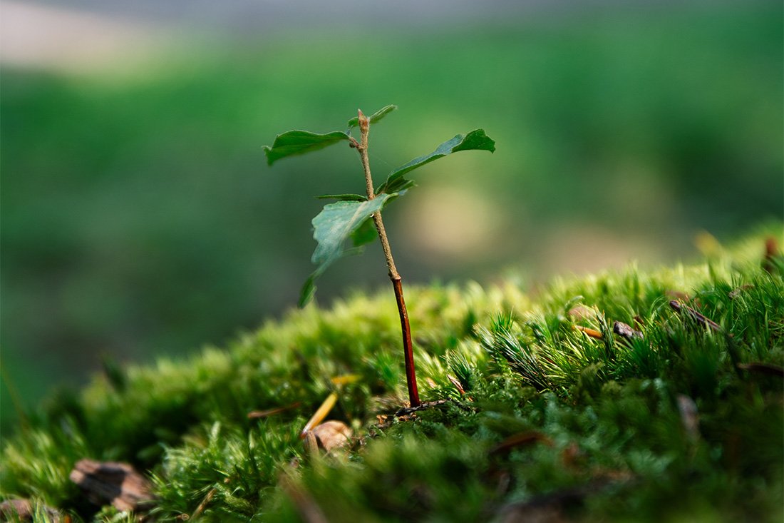 Pousse de jeune en forêt de l'étoile, le Perche